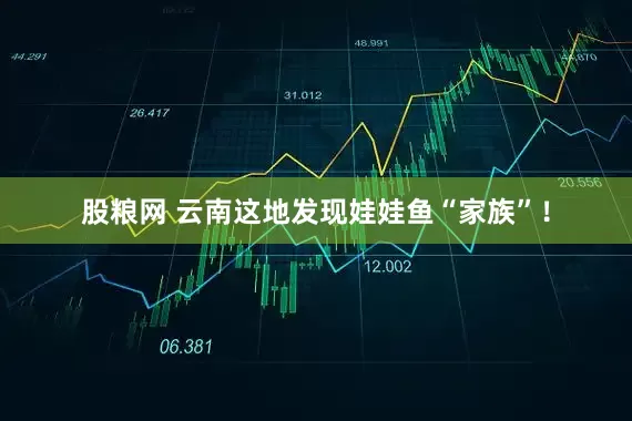 股粮网 云南这地发现娃娃鱼“家族”！